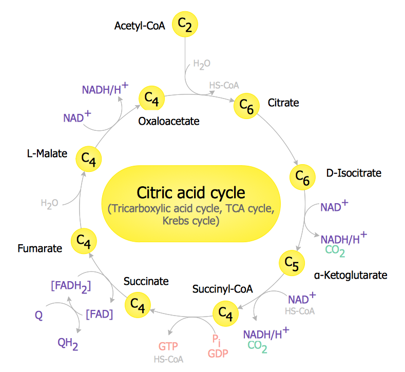 Biology solution – TCA Cycle